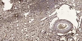 SLU7 rabbit pAb Antibody