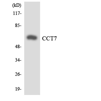 TCP-1 η rabbit pAb Antibody