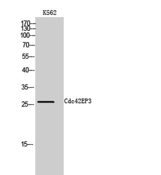 Cdc42EP3 rabbit pAb Antibody