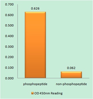 MLC-2 (phospho Thr17/S18) rabbit pAb Antibody