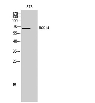 RGS14 rabbit pAb Antibody
