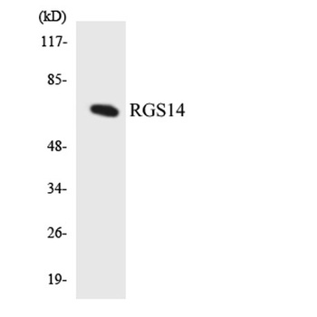 RGS14 rabbit pAb Antibody
