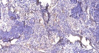 RGS14 rabbit pAb Antibody