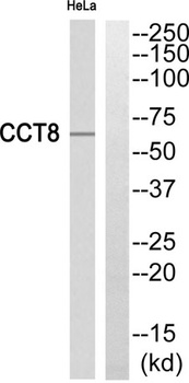 TCP-1 θ rabbit pAb Antibody
