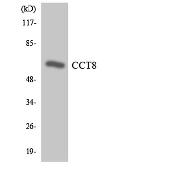 TCP-1 θ rabbit pAb Antibody