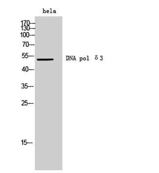 DNA pol δ3 rabbit pAb Antibody