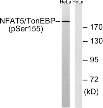 NFAT5 (phospho Ser155) rabbit pAb Antibody