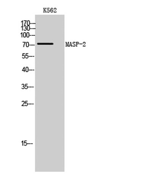 MASP-2 rabbit pAb Antibody