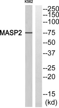 MASP-2 rabbit pAb Antibody