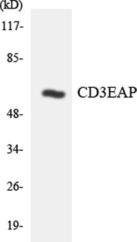CD3EAP rabbit pAb Antibody