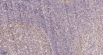 CD3EAP rabbit pAb Antibody