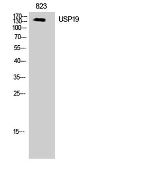 USP19 rabbit pAb Antibody