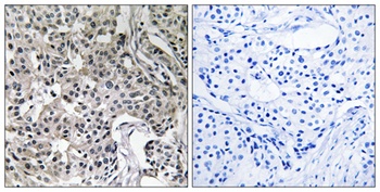 USP19 rabbit pAb Antibody