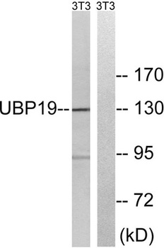 USP19 rabbit pAb Antibody