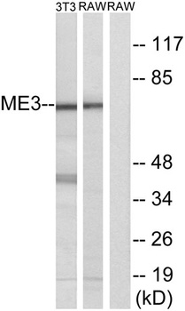 ME3 rabbit pAb Antibody