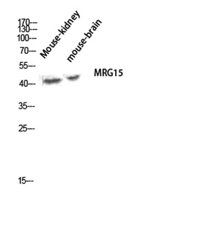 MRG15 rabbit pAb Antibody