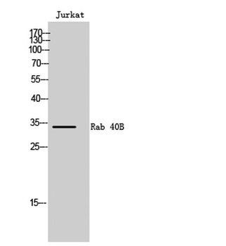 Rab 40B rabbit pAb Antibody
