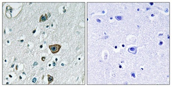 Rab 40B rabbit pAb Antibody