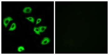 ILT-3 rabbit pAb Antibody
