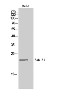Rab 31 rabbit pAb Antibody