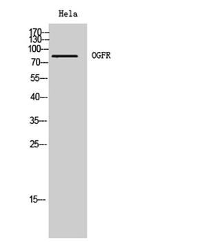 OGFR rabbit pAb Antibody