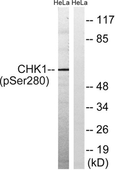 Chk1 (phospho Ser280) rabbit pAb Antibody