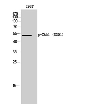 Chk1 (phospho Ser301) rabbit pAb Antibody