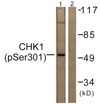 Chk1 (phospho Ser301) rabbit pAb Antibody