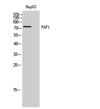 FAF1 rabbit pAb Antibody