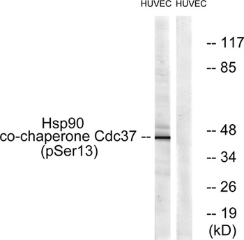 Cdc37 (phospho Ser13) rabbit pAb