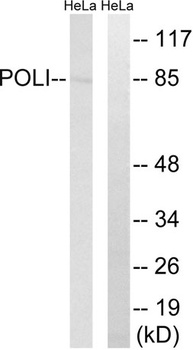 DNA pol ι rabbit pAb Antibody