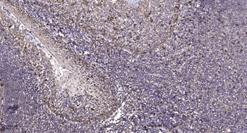 Frizzled-10 rabbit pAb Antibody