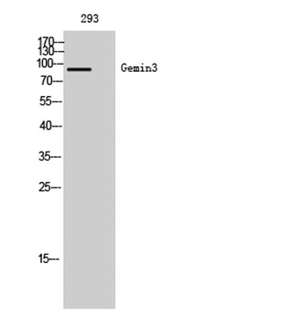 Gemin3 rabbit pAb Antibody