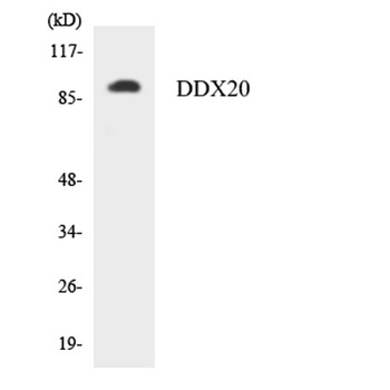 Gemin3 rabbit pAb Antibody