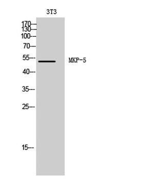 MKP-5 rabbit pAb Antibody