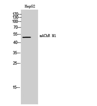 mAChR M1 rabbit pAb Antibody
