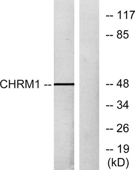 mAChR M1 rabbit pAb Antibody
