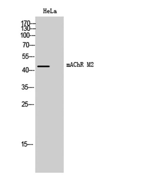 mAChR M2 rabbit pAb Antibody