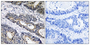 Galactosidase β1L3 rabbit pAb