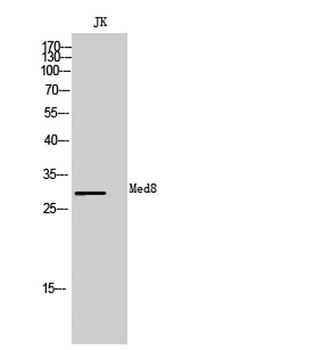 Med8 rabbit pAb Antibody