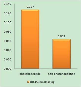 TIRAP (phospho Tyr86) rabbit pAb Antibody