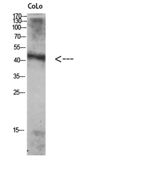 Atg4A rabbit pAb Antibody