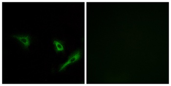 Atg4A rabbit pAb Antibody