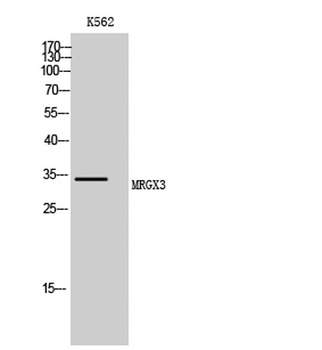 MRGX3 rabbit pAb Antibody