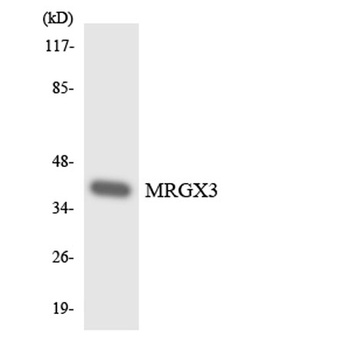 MRGX3 rabbit pAb Antibody