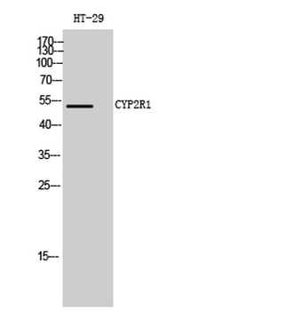 CYP2R1 rabbit pAb Antibody