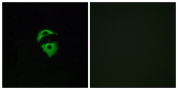 Olfactory receptor 2D2 rabbit pAb Antibody