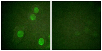 Histone H4 (phospho Ser47) rabbit pAb Antibody