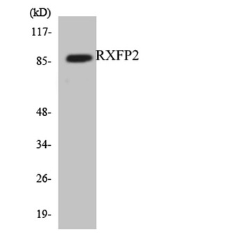 Relaxin Receptor 2 rabbit pAb Antibody