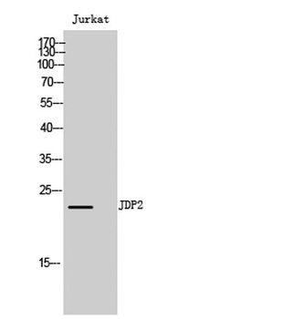 JDP2 rabbit pAb Antibody